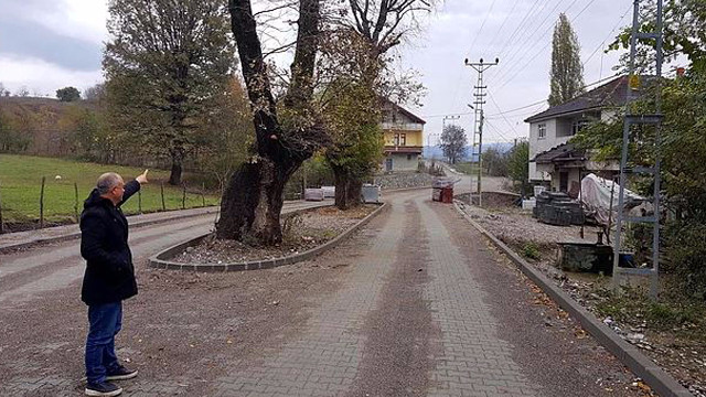 'Meşeler Kesilmesin'  diye yol projesini değiştirdiler