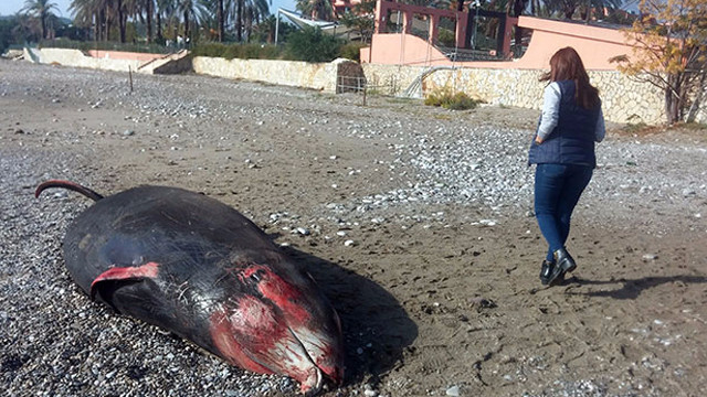 Antalya’da kıyıya vurdu, tam 5 metre