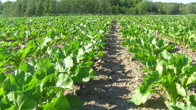 Hollanda’da şeker pancarı üretim alanları arttı
