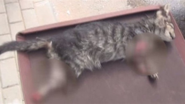 Bursa’da ayakları kesilmiş kedi bulundu