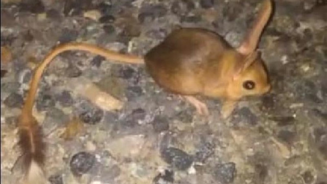 Kanguru faresi aç kaldığında insan burnu yiyor
