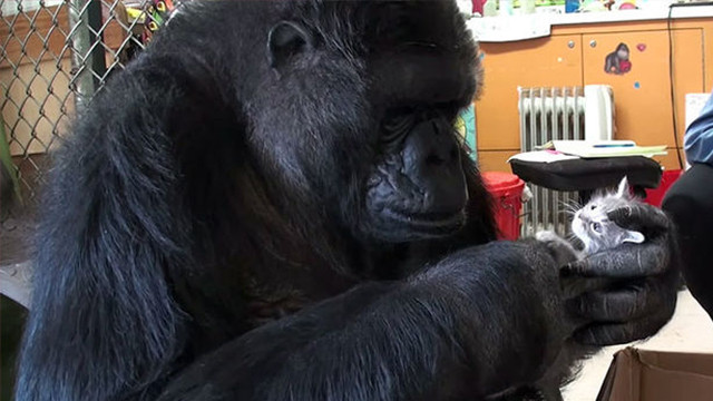 Konuşan goril Koko öldü