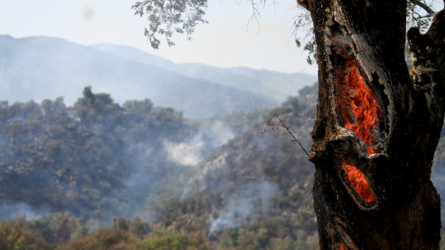 Muğla'da orman yangını çıktı