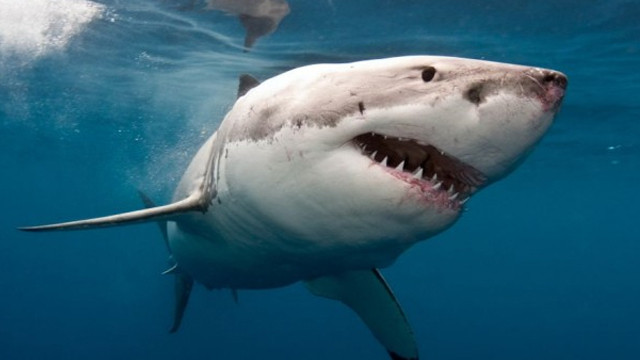 42 yıl sonra büyük beyaz köpek balığı gözlemlendi