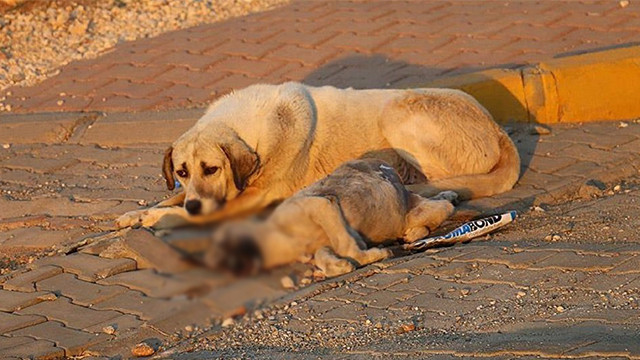 Mardin'de yavru köpeği tüfekle vurdular