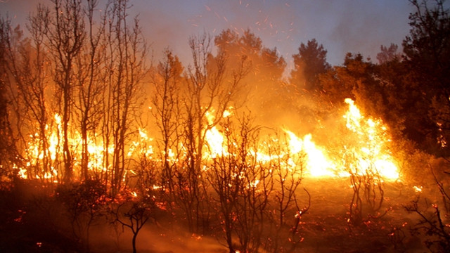 Antalya'da orman yangını çıktı