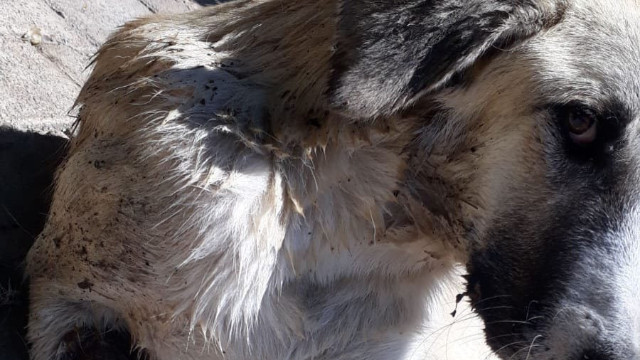 Sapanca'dan sonra Gaziantep'te kuyruğu kesilmiş köpek görüntüsü