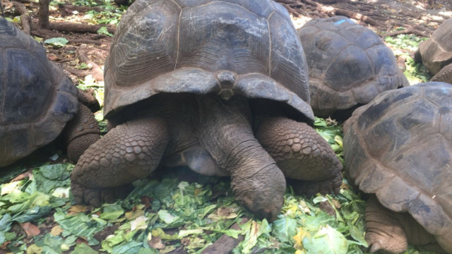 Dev kaplumbağaların yuvası: Changuu Adası nerede?