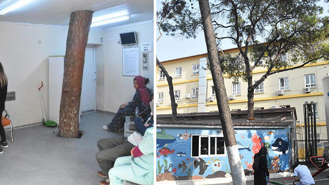 İzmir'de hastane binasının içindeki çam ağacı kesilmedi