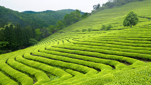 2019 yaş çay alım fiyatı belli oldu