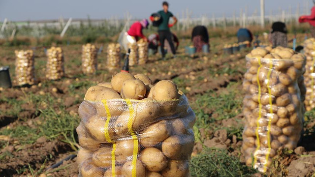 Bakan Pakdemirli: Türkiye, patates üretiminde dünyada ilk 10'da