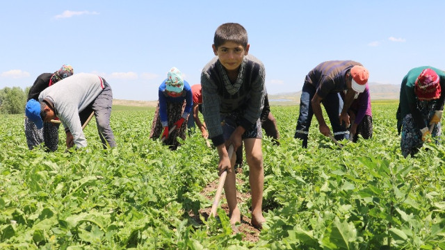 Son Dakika! Tarım işçisi çocuklar tatillerini çalışarak geçiriyor