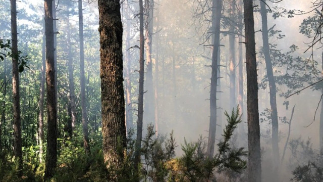 Çanakkale’de orman yangını