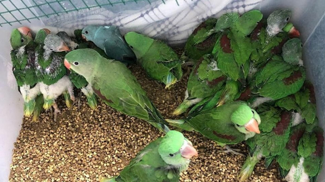 İstanbul'da canlı hayvan kaçakçılığı operasyonu: 38 İskender papağanı ele geçirildi