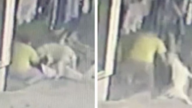 16 yaşındaki çocuğa pitbulllar saldırdı
