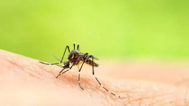 Hindistan’da 14 kişide Zika virüsü tespit edildi