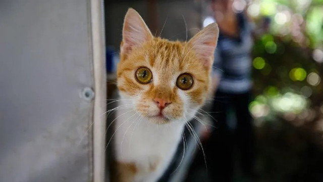 Polonya'da kediler 'istilacı yabancı tür' ilan edildi