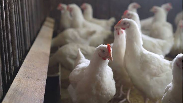 Japonya'da kuş gribi ülke geneline yayılıyor: 10 milyon tavuk itlaf edildi