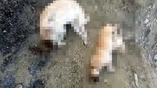 Elazığ'da isyan ettiren olay: 5 köpek ölü bulundu