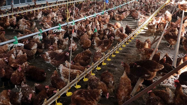TÜİK açıkladı: Tavuk ve hindi eti üretimi eylülde azaldı