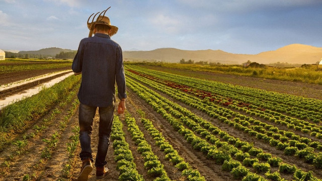Tarım sektörü çöküyor: Türkiye'de çiftçi sayısı alarm veriyor
