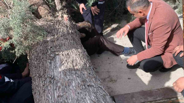 Burdur’da üzerine ağaç devrilen belediye başkan adayı ve oğlu ağır yaralandı