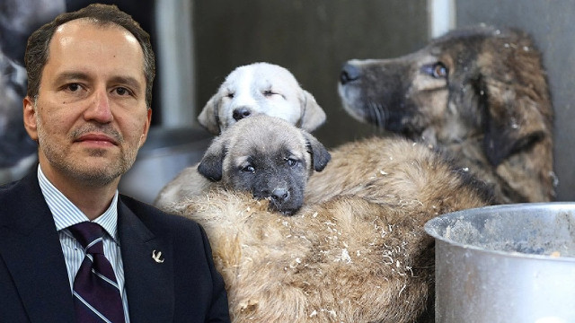 Erbakan'dan AK Parti'nin sokak hayvanları 'itlaf edilsin' teklifine sert tepki