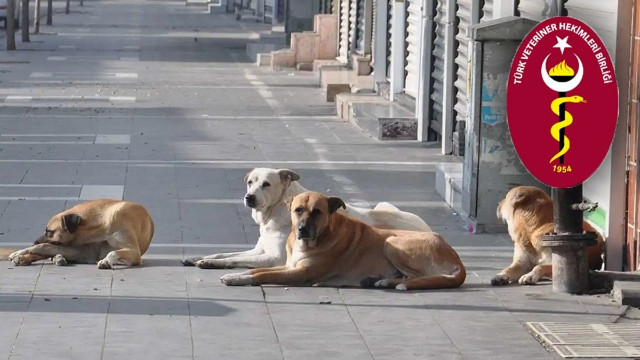 Türk Veteriner Hekimleri Birliği’nden 'sokak hayvanları' kararı: Yasa çıksa da ötanazi yapmayacağız