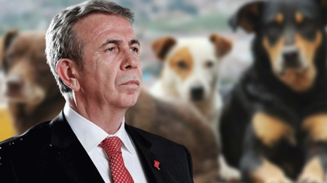 Mansur Yavaş sokak köpekleri hakkında konuştu: Gerçek hayvanseverler de elini taşın altına koyacak
