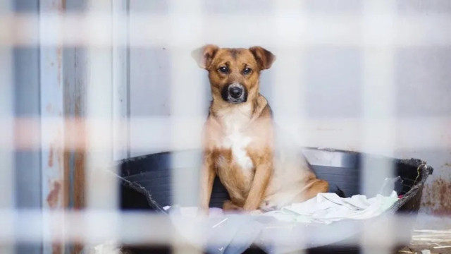 Sokak köpekleri kanun teklifi hazır: Uyutma seçeneği için yeni karar