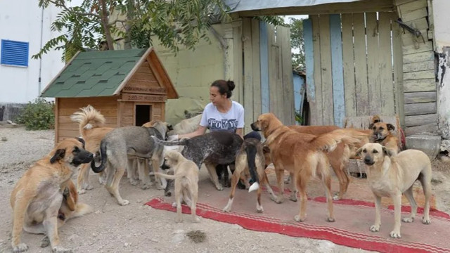 Başıboş köpek başı rekor ceza kesilecek: Belediyeler şimdi yandı