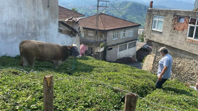 Boğalar kaçtı, sahipleri kovaladı!
