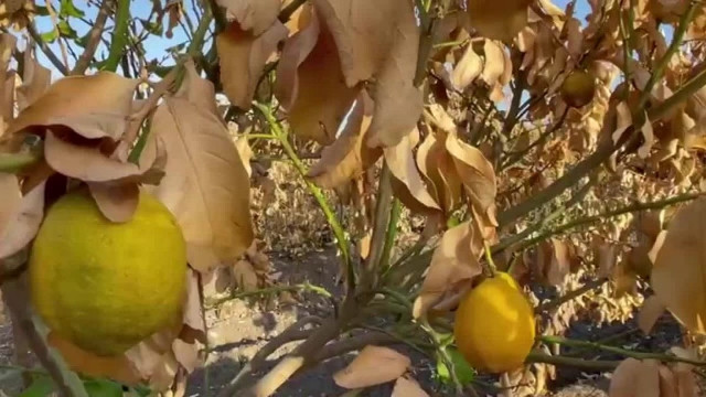 Limonun kilosu 150 lirayı aştı