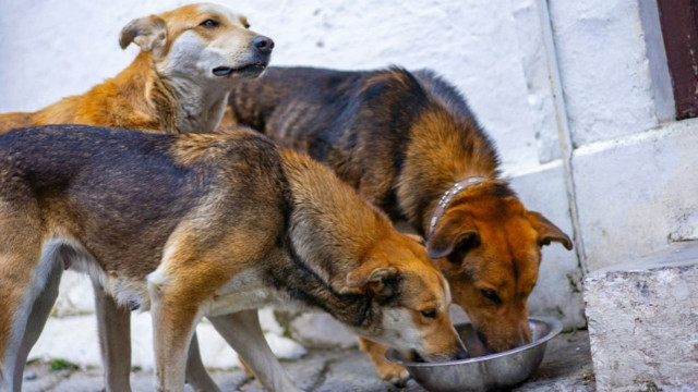 İstanbul’da sokak köpekleri için yeni karar: Kontrolsüz besleme yasaklandı