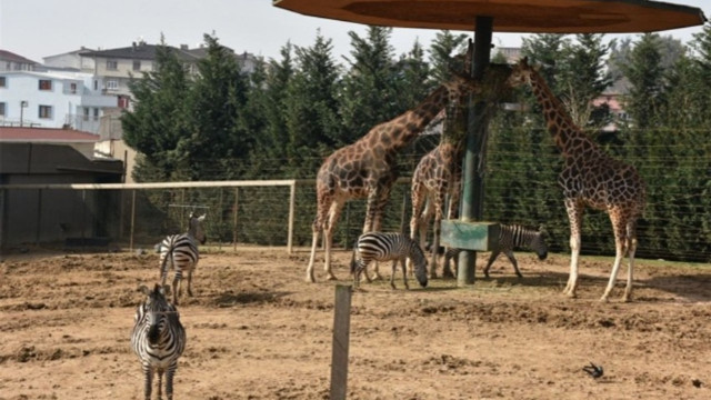 33 yıllık darıca hayvanat bahçesi Kapandı: Binlerce hayvan Nakledildi