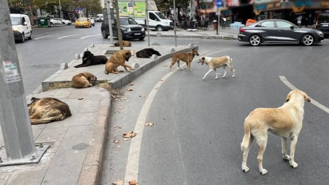 İstanbul’da sokak köpeği operasyonu: Vali Davut Gül’den 39 ilçeye kesin talimat!