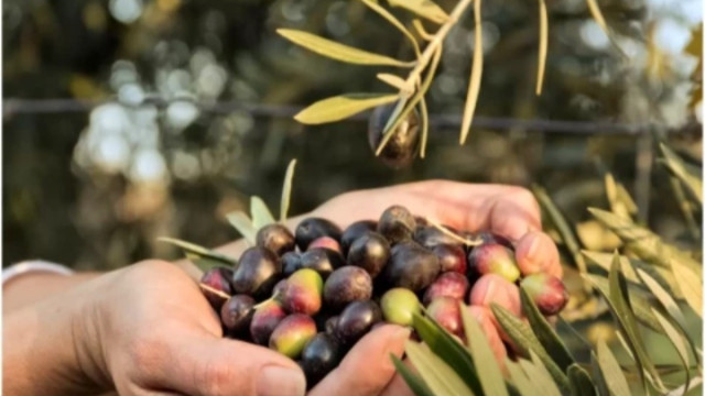 Bodrum'da fırsatçılığa geçit yok şok: Tanesi 50 liradan zeytin satan işletmeye ceza yağdı