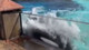 44 yıldır esir olan balina intihara kalkıştı