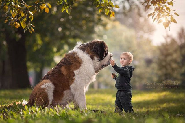 Köpekler insanlarla iletişim kurmak için yüz ifadelerini kullanıyorlar - Sayfa 10