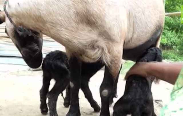 "Yarı insan, yarı kedi" dediler, bebeğin sırrı çözüldü - Sayfa 13