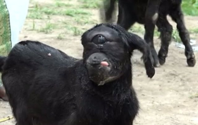 "Yarı insan, yarı kedi" dediler, bebeğin sırrı çözüldü - Sayfa 15