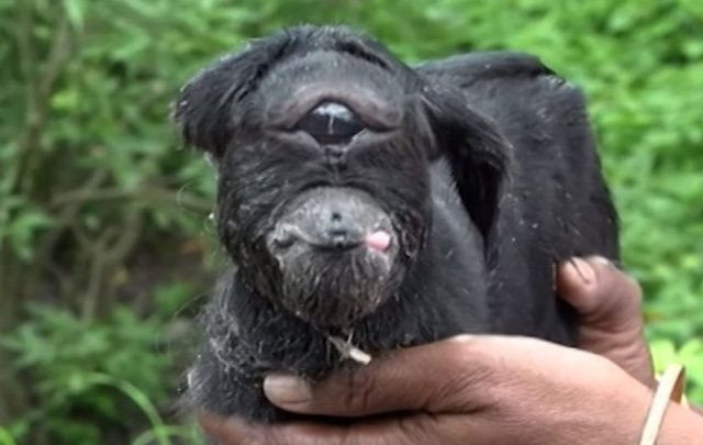 "Yarı insan, yarı kedi" dediler, bebeğin sırrı çözüldü - Sayfa 17