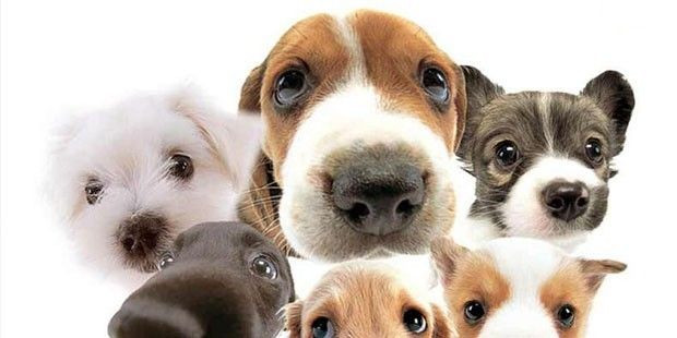 Köpekler insanlarla iletişim kurmak için yüz ifadelerini kullanıyorlar - Sayfa 5