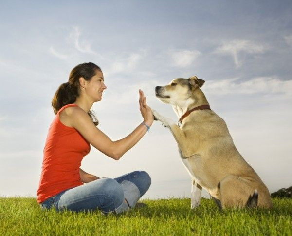 Köpekler insanlarla iletişim kurmak için yüz ifadelerini kullanıyorlar - Sayfa 7