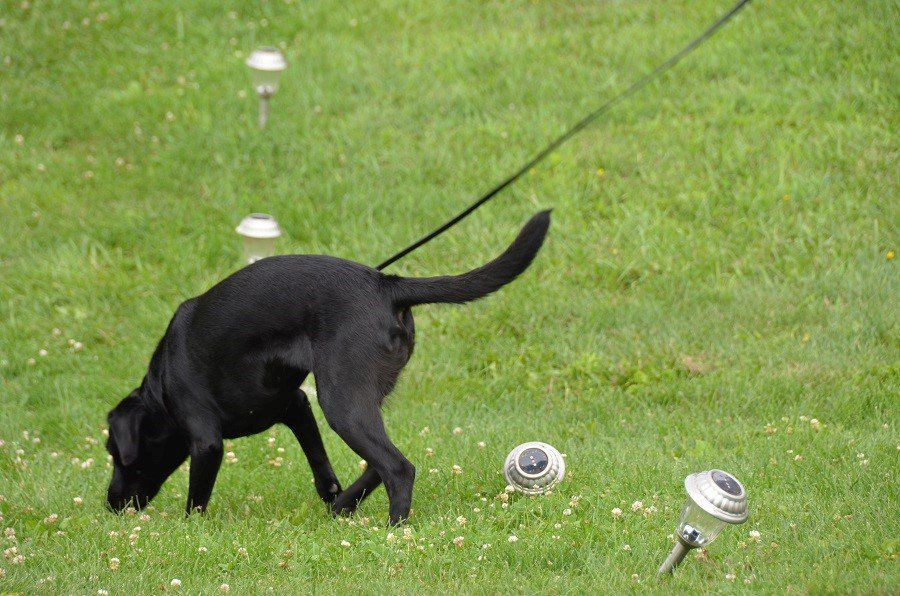 Köpek Lulu CIA tarafından görevden alındı - Sayfa 9