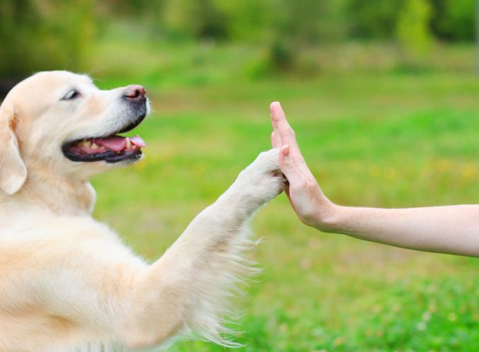 Köpekler insanlarla iletişim kurmak için yüz ifadelerini kullanıyorlar - Sayfa 9