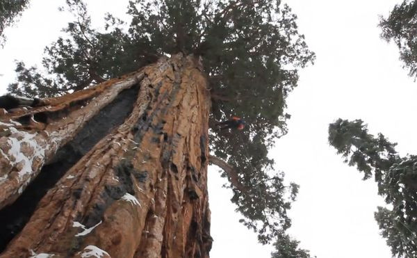 3200 Yaşındaki 75 Metre Uzunluğundaki Ağaç İlk Kez Tek Fotoğraf Karesine Sığdırıldı - Sayfa 2