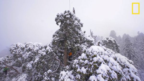 3200 Yaşındaki 75 Metre Uzunluğundaki Ağaç İlk Kez Tek Fotoğraf Karesine Sığdırıldı - Sayfa 4