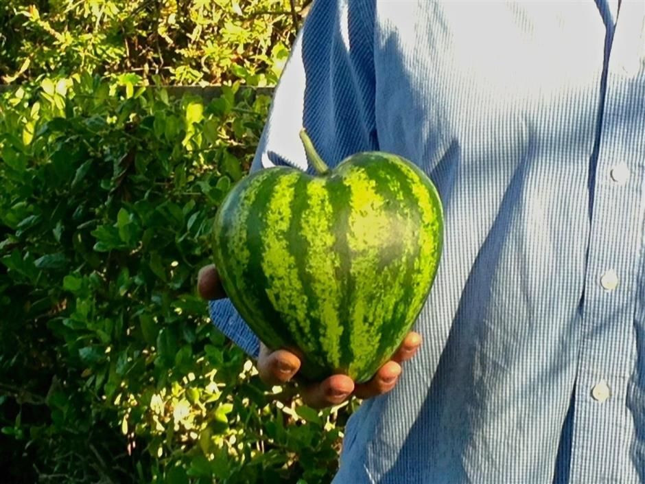 Çinliler Meyvelere Şekil Verme Konusunda Sınırları Zorluyor! - Sayfa 12