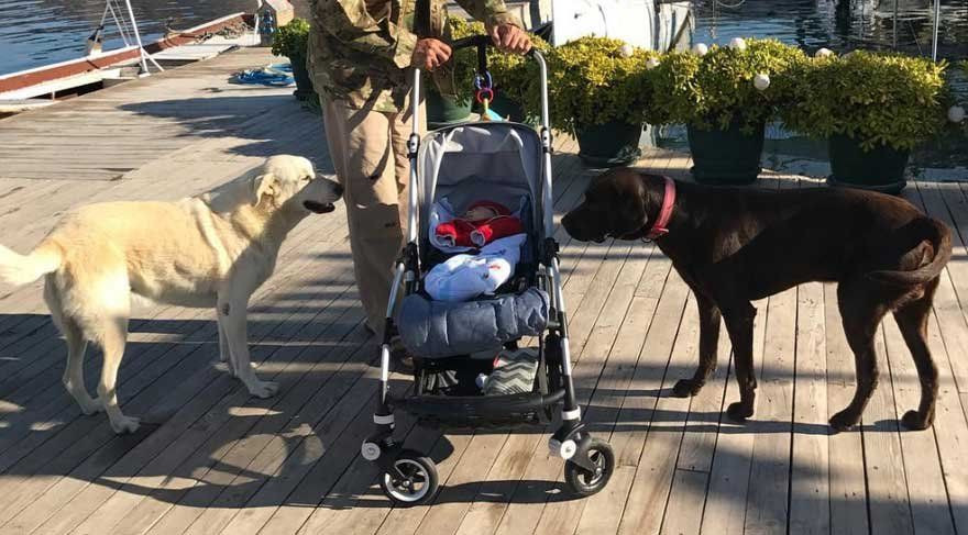 Köpekleri öldürülen çift imza kampanyası başlattı - Sayfa 10